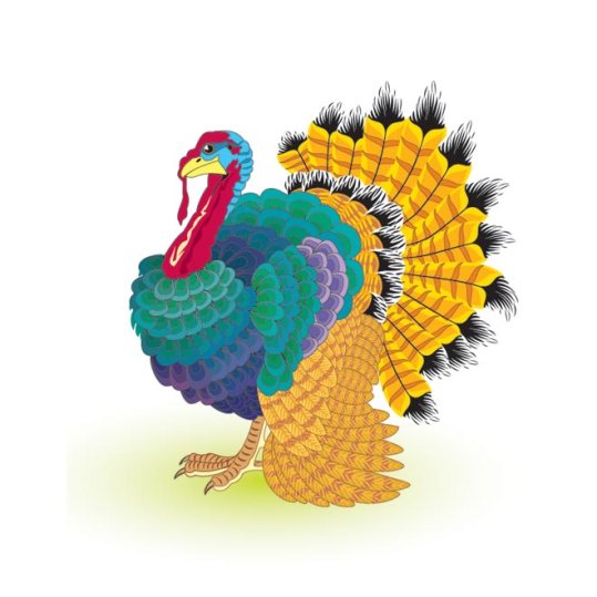 turkey-bird